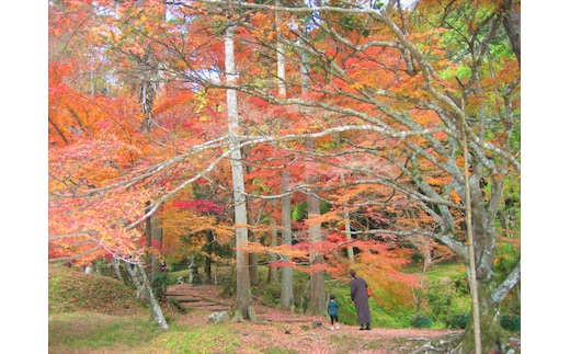 京都府南丹市の地域・返礼品情報|dショッピングふるさと納税百選