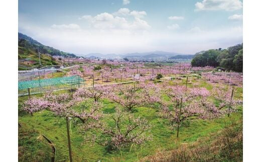 岡山県赤磐市の地域・返礼品情報|dショッピングふるさと納税百選