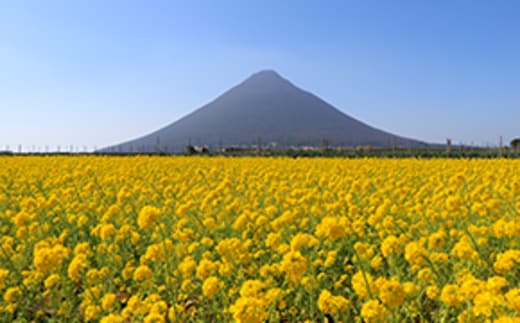 鹿児島県指宿市の地域・返礼品情報|dショッピングふるさと納税百選