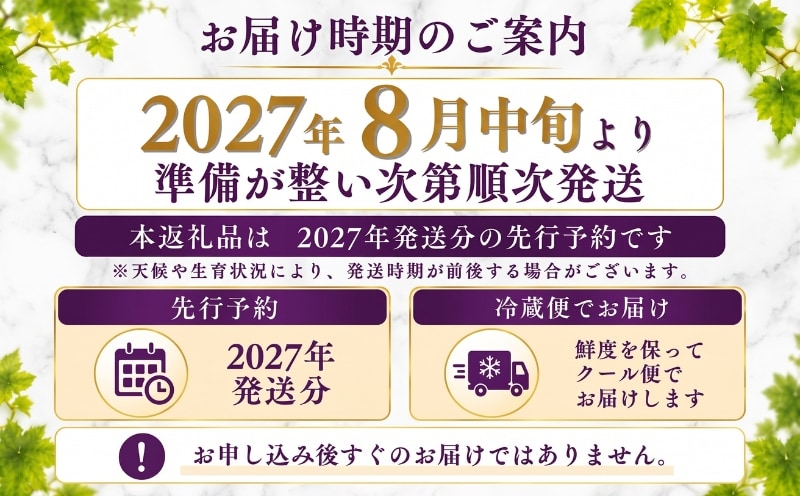 種なしピオーネ 2027年8月中旬より順次発送
