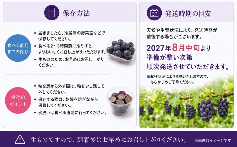 種なしピオーネ 保存方法と発送時期の目安