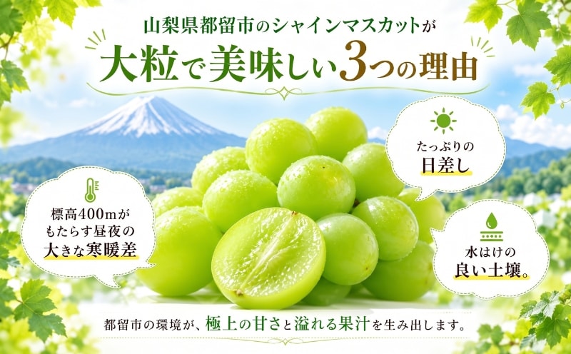 山梨県都留市のシャインマスカットの栽培環境