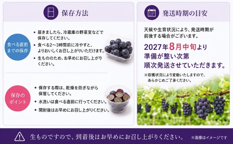 粒ピオーネ 保存方法と発送時期の目安