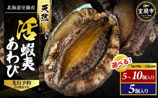 北海道室蘭産 天然活蝦夷あわび 5個入（1個100g～120g前後）（2025年11月下旬頃お届け） MROH006