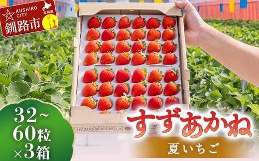 2026年先行予約 北海道産いちご すずあかね 32～60粒×3箱 【2026年 6月末 から順次発送】 夏いちご イチゴ 苺 フルーツ 果物 ジャム スイーツ 贈答用 ギフト 国産 北海道 釧路市 F5F-0093