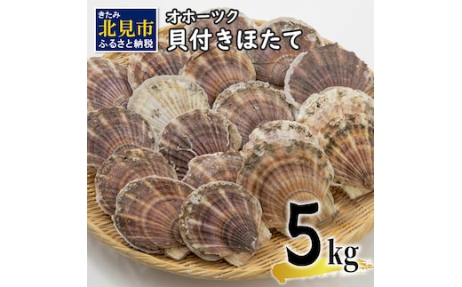 オホーツク貝付きほたて 5kg(30枚～50枚)( 海鮮 魚介 魚介類 貝 貝類 ホタテ ほたて 帆立 殻付き 貝柱 贈答 ギフト 贈り物 お中元 お祝い BBQ バーベキュー )【031-0013】