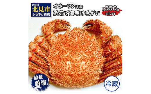 【予約：2026年3月下旬から順次発送】【旬の浜ゆで毛ガニを冷蔵便で】オホーツク海産 浜茹で海明け毛がに 約550g×1パイ 冷蔵 ( かに 蟹 魚介類 海鮮 )【114-0027-2026】