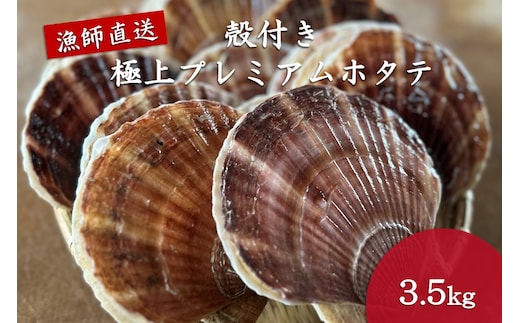 オホーツク漁師直送 殻付き 極上プレミアムホタテ 3.5kg ( 魚介 海鮮 貝 ホタテ ほたて 帆立 生食 炙り焼き バター焼き )【197-0001】