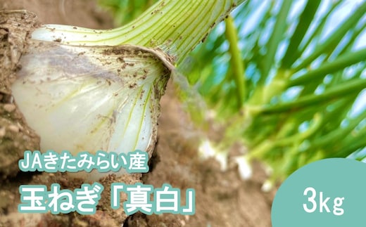 【予約：2027年8月発送】JAきたみらい産 玉ねぎ 真白 3kg ( 玉葱 たまねぎ 野菜 ましろ )【225-0002】