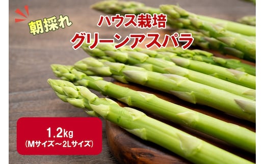 【予約：2026年4月中旬から順次発送】ハウス栽培 グリーンアスパラ 1.2kg ( アスパラガス 野菜 新鮮 朝採れ )【231-0001】
