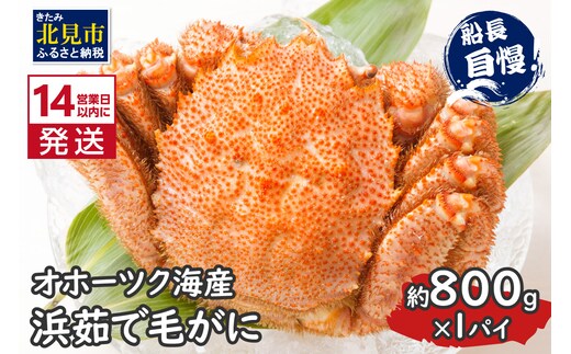 《14営業日以内に発送》オホーツク海産 浜茹で毛がに 約800g×1パイ 冷凍 ( かに カニ 毛ガニ 魚介類 蟹 )【114-0032-2026】