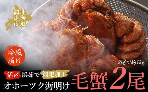【先行予約】オホーツク海明け活〆浜茹で毛蟹2尾冷蔵届け（オホーツク海産・網走加工）（2026年4月15日以降発送） ABAO2180