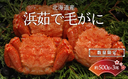【数量限定】＜北海道産＞浜茹で毛がに【約500g×3尾】（網走加工） ABC017