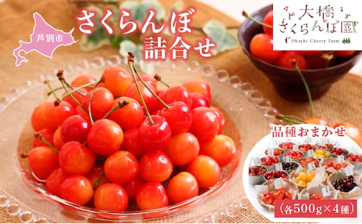 【 先行受付 】さくらんぼ 4種 500g 品種お任せ セット 詰め合わせ 大橋さくらんぼ園 サクランボ チェリー 果物 果物類 フルーツ デザート 完熟 甘い 北海道 芦別市