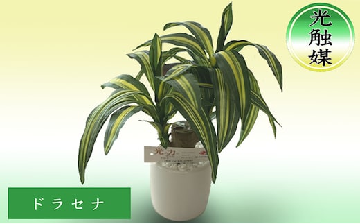 光触媒 造花 ドラセナ 約25cm 観葉植物 フェイクグリーン 抗菌 浄化 消臭 インテリア おしゃれ フェイク 卓上 北海道 芦別市
