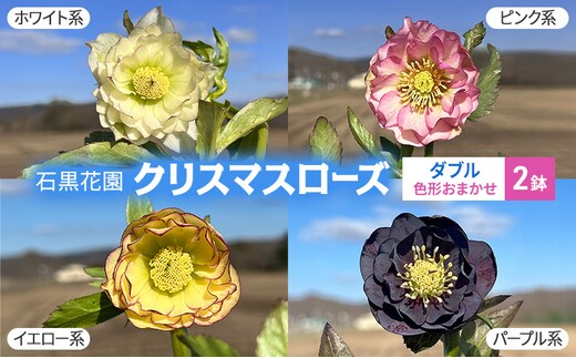 【数量限定】北海道芦別市 石黒花園 クリスマスローズ ダブル 2鉢 色・形おまかせ