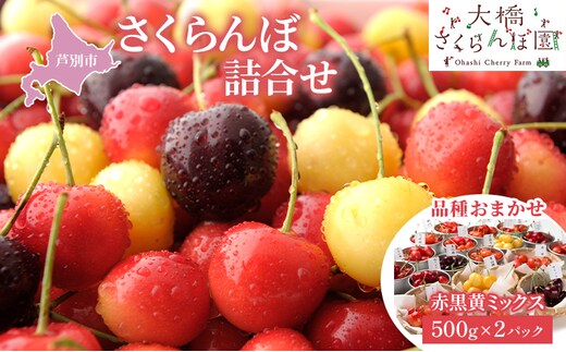 さくらんぼ 500g ×2 パック 赤黒黄ミックス 大橋さくらんぼ園 サクランボ チェリー 果物 果物類 フルーツ デザート 完熟 新鮮 美味しい 人気 北海道 芦別市