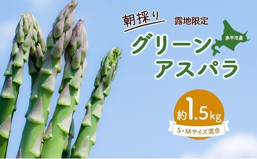 アスパラ 北海道 約1.5kg！朝採り 露地限定グリーンアスパラ（M・Sサイズ混合）［ほりぐち農園］※2026年5月中旬出荷開始先行予約 野菜 アスパラガス 旬 とれたて お取り寄せ 産地直送 