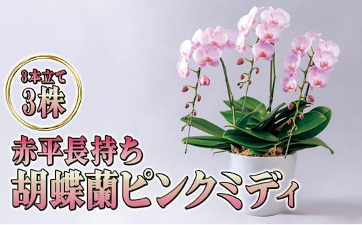 赤平長持ち胡蝶蘭ピンクミディ3株3本立て 胡蝶蘭 花 ギフト プレゼント お祝い 贈り物 インテリア 植物 