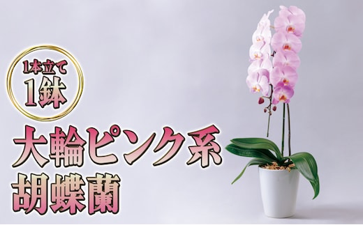 大輪ピンク系胡蝶蘭1本立て 胡蝶蘭 花 ギフト プレゼント お祝い 贈り物 インテリア 植物 