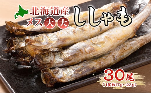 北海道産ししゃもメス大大30尾 北海道 稀少 魚シシャモ メス おつまみ 魚貝類 干物 本物 人気 希少 塩 味付け 脂のり 旨み 美味しい 大きい 