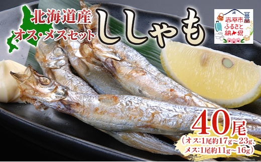 北海道産ししゃもオスメス40尾セット 北海道 稀少 魚 シシャモ メス オス セット おつまみ 魚貝類 干物 本物 人気 希少 塩 味付け 脂のり 旨み 美味しい 大きい