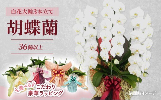 【選べるこだわり豪華ラッピング】赤平長持ち胡蝶蘭白花大輪3本立て (36輪以上) 胡蝶蘭 花 ギフト プレゼント お祝い 贈り物 インテリア 植物ゴージャスピンク