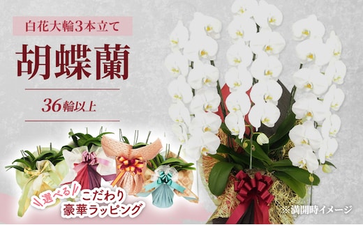 【選べるこだわり豪華ラッピング】赤平長持ち胡蝶蘭白花大輪3本立て (36輪以上) 胡蝶蘭 花 ギフト プレゼント お祝い 贈り物 インテリア 植物レモンイエロー