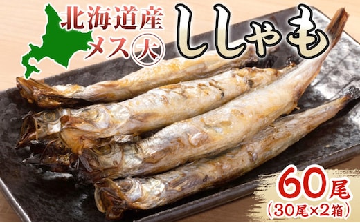 北海道産 ししゃもメス 大60尾(30尾×2箱) 北海道 稀少 魚 シシャモ メス おつまみ 魚貝類 海鮮 干物 本物 人気 希少 塩 味付け 脂のり 旨み 美味しい 大きい グルメ 惣菜 酒の肴 国産 北海道 赤平市