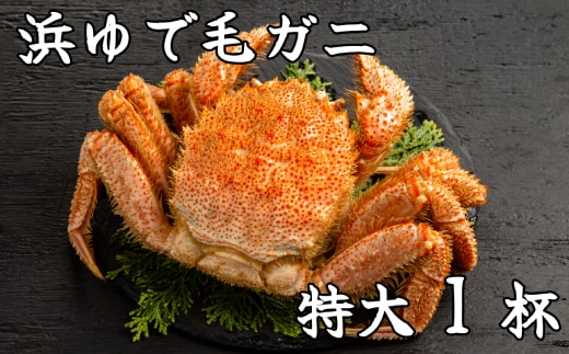 26-37 【年内発送12月15日入金まで】流氷明け浜ゆで毛ガニ 特大1杯 within2025