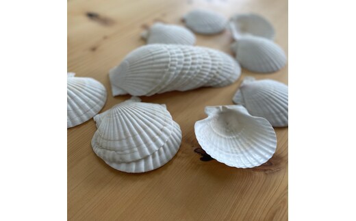 6-5 ホタテの貝皿(20枚)
