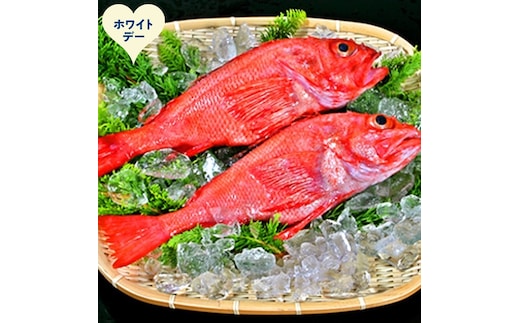 22-150 【ホワイトデー】キンキ(600g前後2尾)