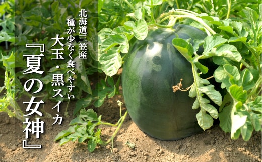 《2026年分受付中》『夏の女神』大玉！種が少なくて甘い黒皮スイカ1玉入（6～8kg）【01061】