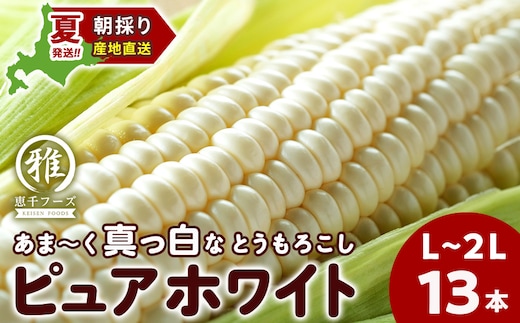 【2027年夏発送】 白いとうもろこし ピュアホワイト L～2L 13本