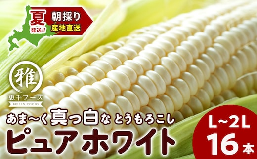 【2027年夏発送】 白いとうもろこし ピュアホワイト L～2L 16本