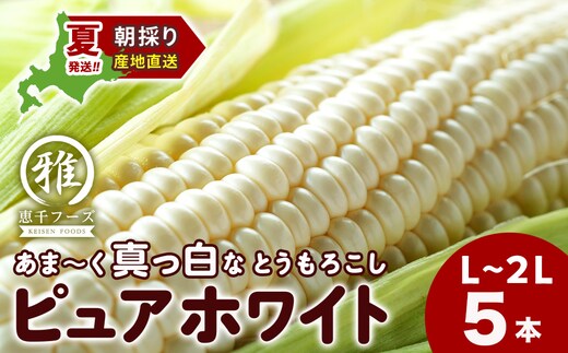 【2027年夏発送】 白いとうもろこし ピュアホワイト L～2L 5本 恵千フーズ