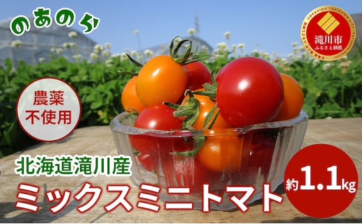 【2026年産先行受付】【栽培期間中 農薬不使用 】 北海道 滝川市 産 ミックス ミニトマト 約1.1kg （2026年7月中旬発送） トマト 野菜 やさい みにとまと