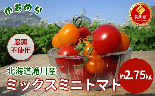 【2026年産先行受付】【栽培期間中 農薬不使用 】 北海道 滝川市 産 ミックス ミニトマト 約2.75kg （2026年7月中旬発送） トマト 野菜 やさい みにとまと
