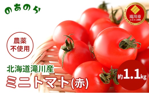 【2026年産先行受付】【栽培期間中 農薬不使用 】 北海道 滝川市 産 ミニトマト (赤) 約1.1kg （2026年7月中旬発送） トマト 野菜 やさい みにとまと