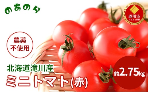 【2026年産先行受付】【栽培期間中 農薬不使用 】 北海道 滝川市 産 ミニトマト (赤) 約2.75kg （2026年7月中旬発送） トマト 野菜 やさい みにとまと