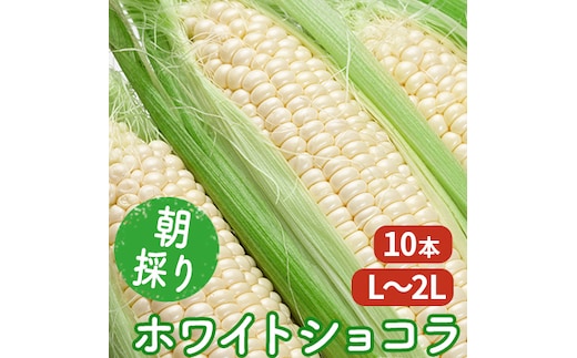 【2026年7月～発送】朝採り 白とうもろこし 「ホワイトショコラ」 L～2Lサイズ 10本入り 北海道 富良野市（岡本ファームズ ）とうもろこし とうきび コーン 野菜 新鮮 甘い ジューシー 贈り物 ギフト 道産 直送 ふらの
