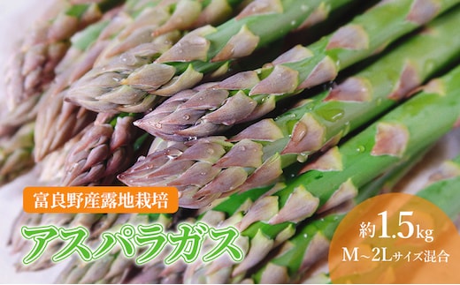 【2027年春発送】北海道 富良野産 アスパラガス サイズ混合 約1.5kg 42本前後 露地栽培 (山本農園) 野菜 新鮮 直送 朝採り アスパラガス 道産 北海道 ふらの