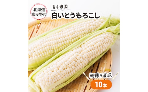 【2026年7月～発送】北海道 富良野産 朝穫り 白い とうもろこし 10本入り (吉中農園) とうもろこし とうきび コーン 野菜 新鮮 甘い ジューシー 贈り物 ギフト 道産 直送 ふらの