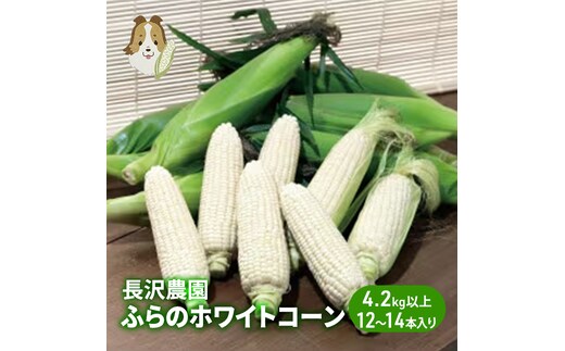 【先行受付 2026年発送】ふらのホワイトコーン 計 4.2kg 以上 (12～14本入) 白 とうもろこし ホワイトクリスピー 野菜 北海道 富良野 ふらの ギフト 長沢農園