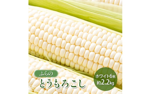 【2026年夏発送】 ふらの とうもろこし ホワイト 6本 約2.2kg 北海道 富良野市 野菜 コーン とうきび 白色 新鮮 直送 道産 送料無料 数量限定 先着順