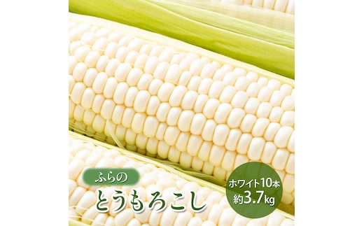 【2026年夏発送】 ふらの とうもろこし ホワイト 10本 約3.7kg 北海道 富良野市 野菜 コーン とうきび 白色 新鮮 直送 道産 送料無料 数量限定 先着順