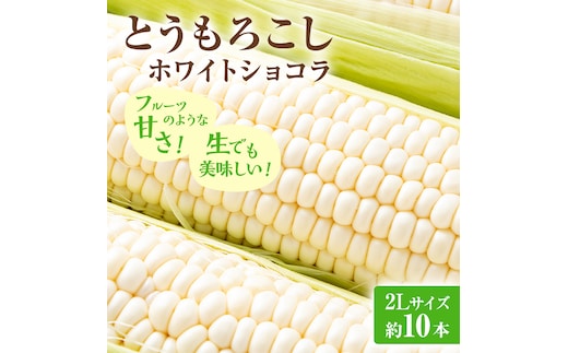 【2026年発送】富良野産 とうもろこし ホワイトコーン 約10本 コーン とうきび トウモロコシ ホワイトショコラ 2Lサイズ 野菜 甘い BBQ 北海道 富良野 ふらの