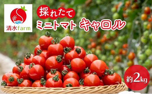 【2026年7月発送】富良野産 採れたて直送! ミニトマト キャロル10 【約2kg】 (清水farm) トマト ミニトマト とまと 野菜 新鮮 甘い 季節限定 北海道 富良野 ふらの
