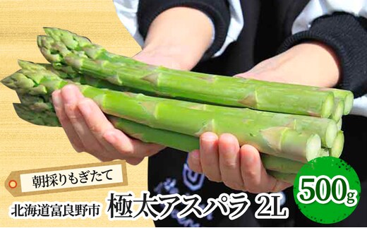 【2027年春発送】極太 グリーンアスパラ 2Lサイズ 500g 北海道 富良野産 野菜 アスパラガス
