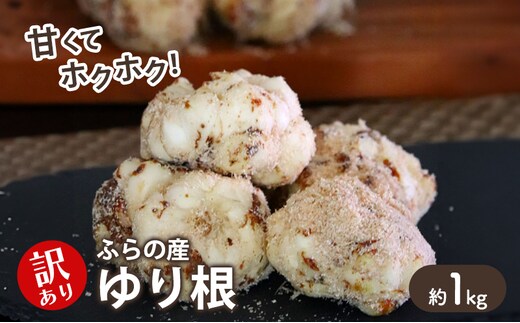 【2026年秋冬発送】甘くてホクホク！北海道富良野産 訳あり ゆり根【1kg】野菜 新鮮 直送